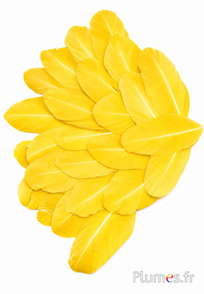 Petali in piume - 6-8 x 3-4 cm - giallo